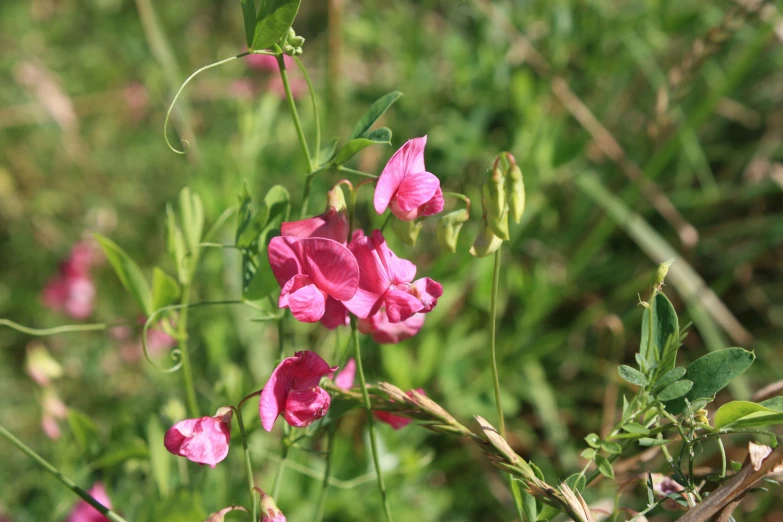 a field of purple flowers sitting next to each other