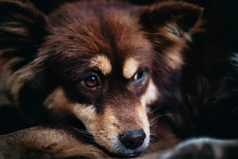 a dog laying in a brown and tan room