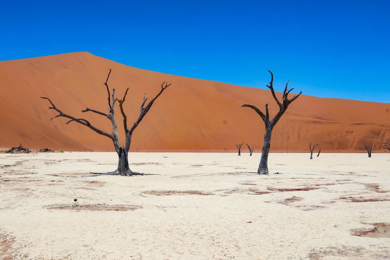 three dead trees in the desert under a very tall sand dune