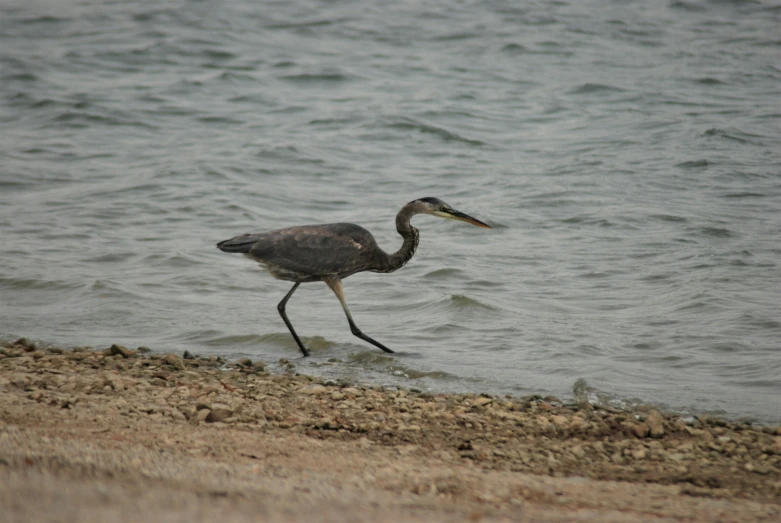 a small grey bird walking along the shore