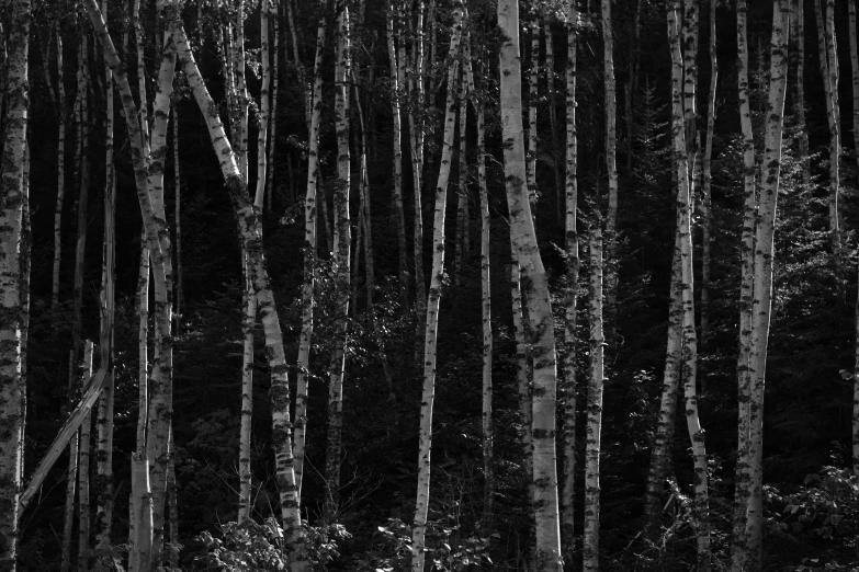 a black and white po of a grove of trees