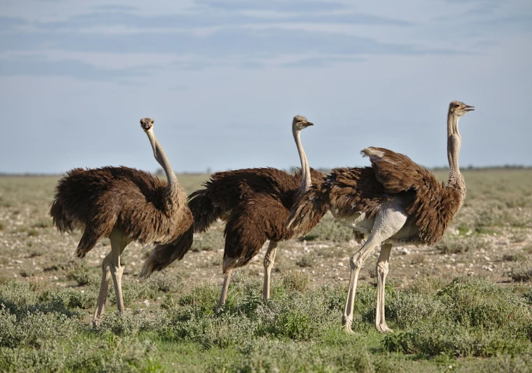 four ostriches are standing next to each other on the grass