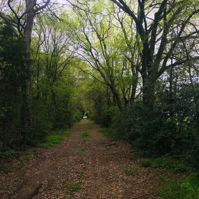 a dirt road that has several different trees