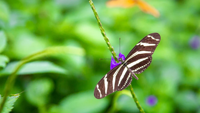 the erflies are mating on the purple flowers