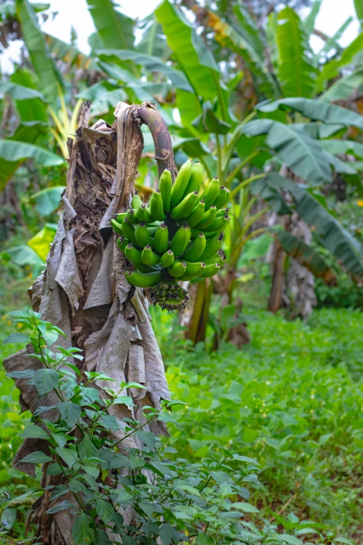 the banana trees are full of unripe bananas