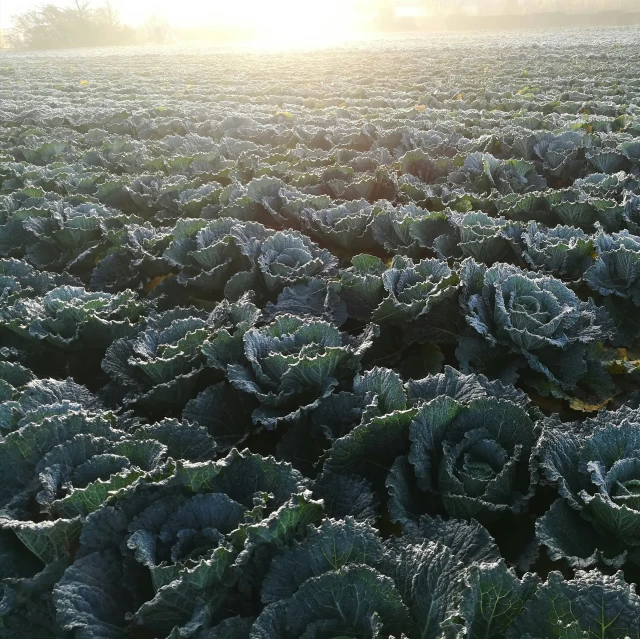 a large field of green plants with frost on them