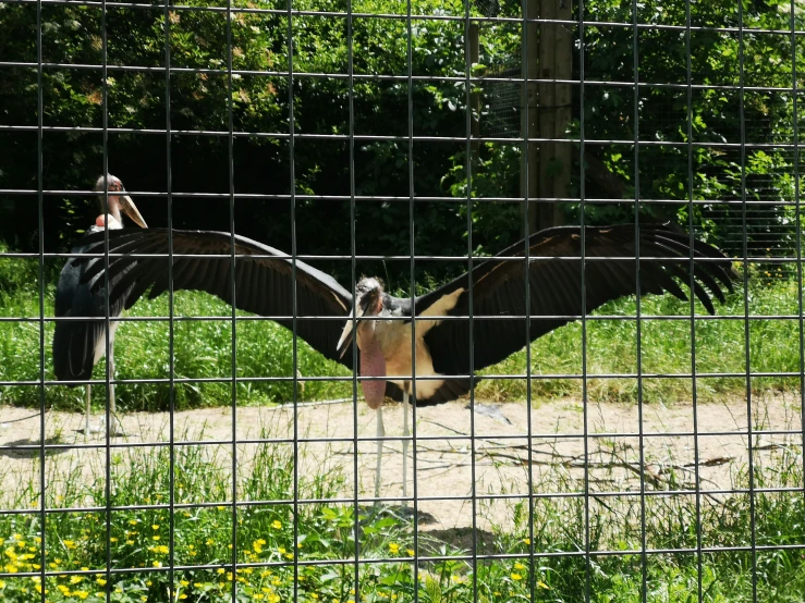 a bird sitting in the grass behind a fence