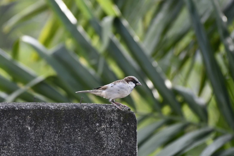 a bird perched on a cement block between some vegetation