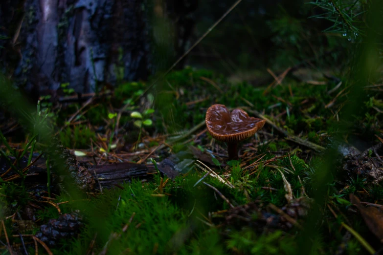 small mushroom on the ground in a forest