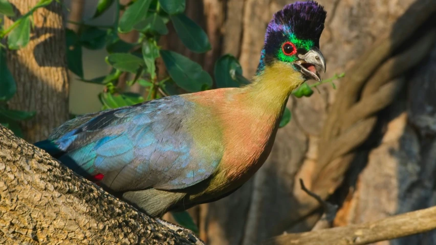 a colorful bird with feathers standing on a tree nch