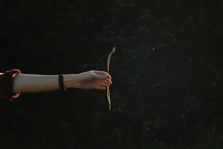 a person is holding a flower while the sun shines on them