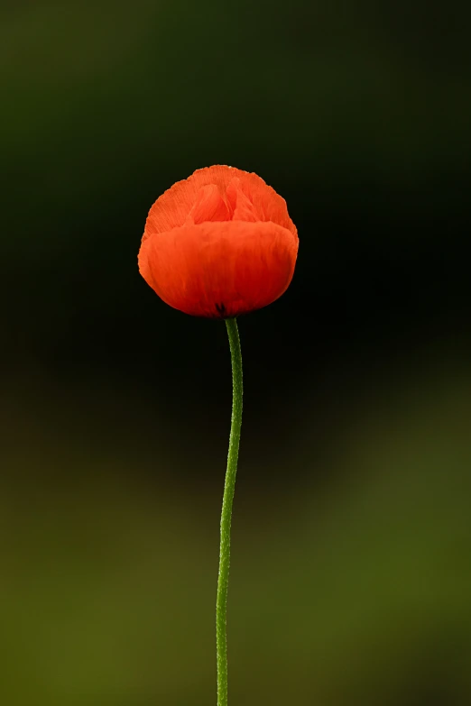 an orange flower sitting on top of green stems