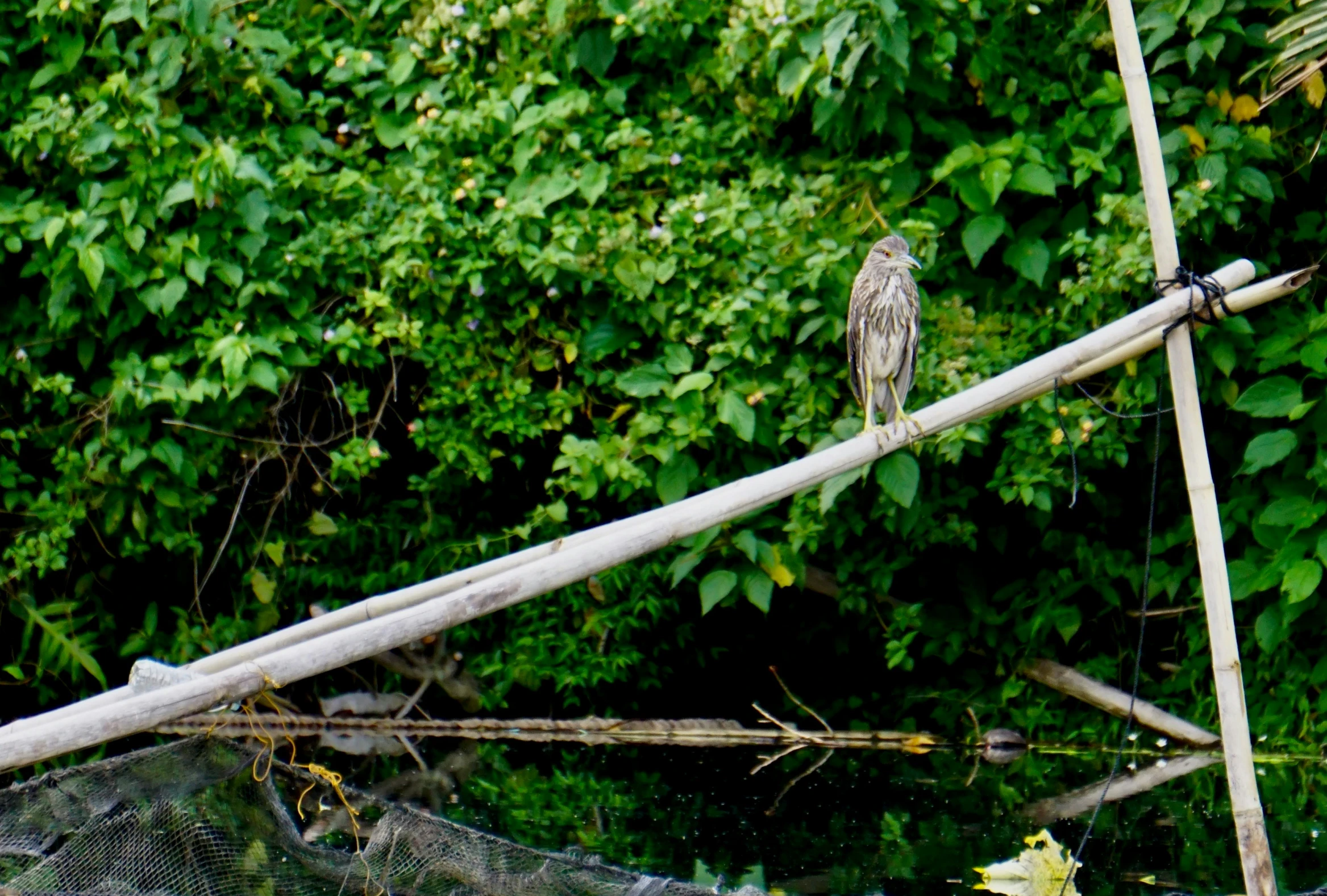 a bird standing on top of a tree nch