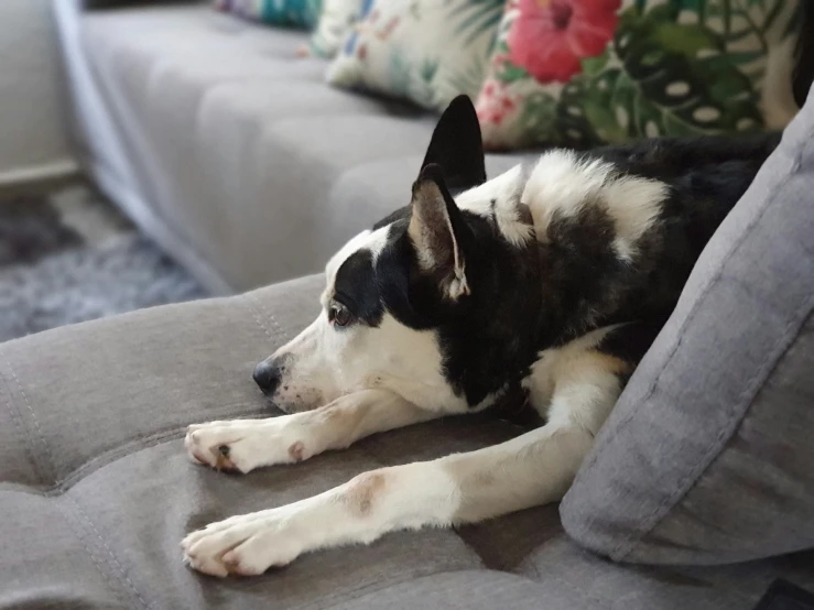 a dog resting on the arm of a couch