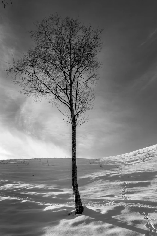 a lone tree in the snow next to a hill