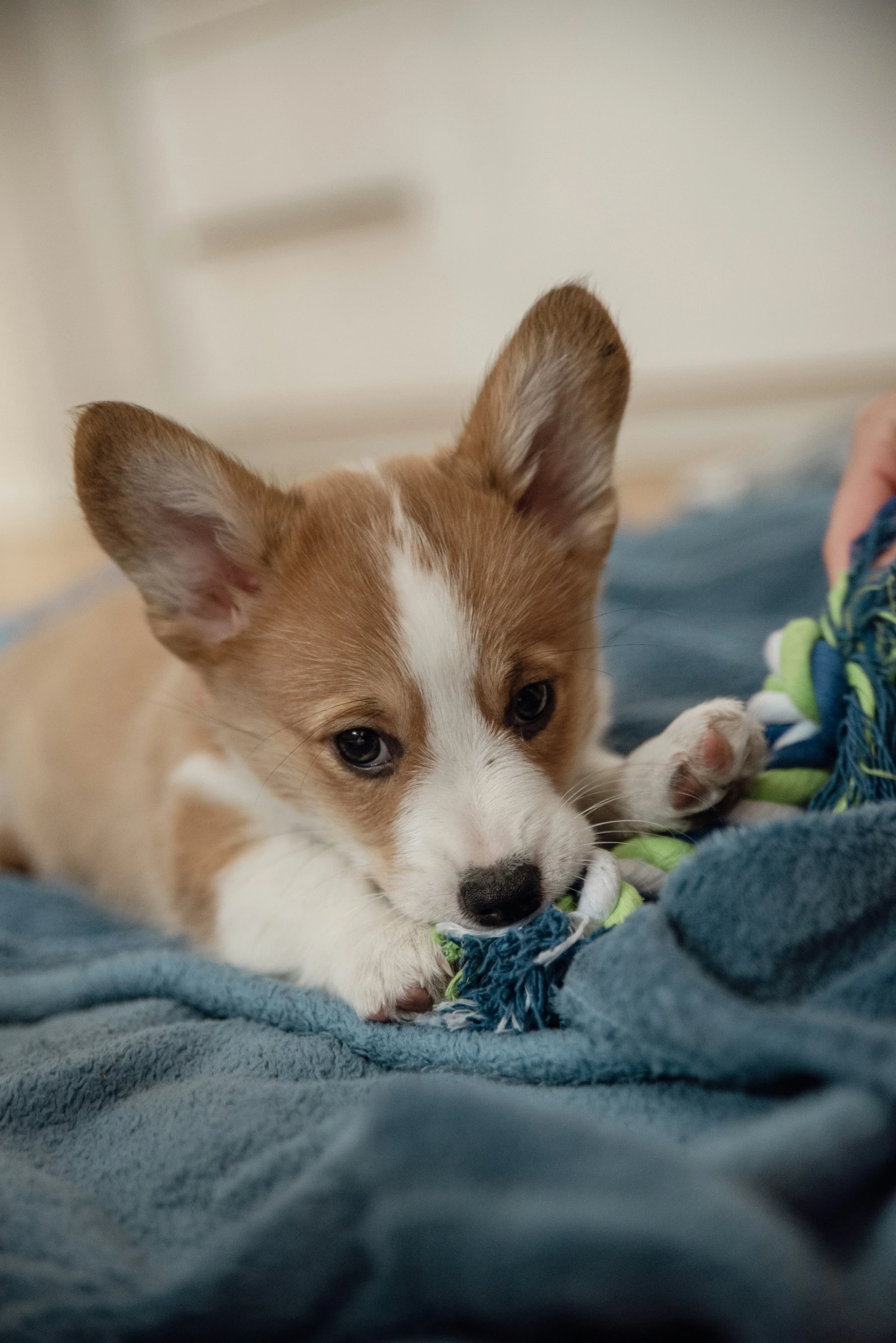 a small puppy laying down on top of a blue blanket