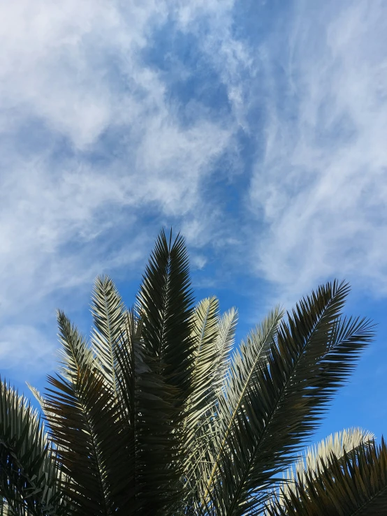 tree nches against a cloudy sky with small white clouds