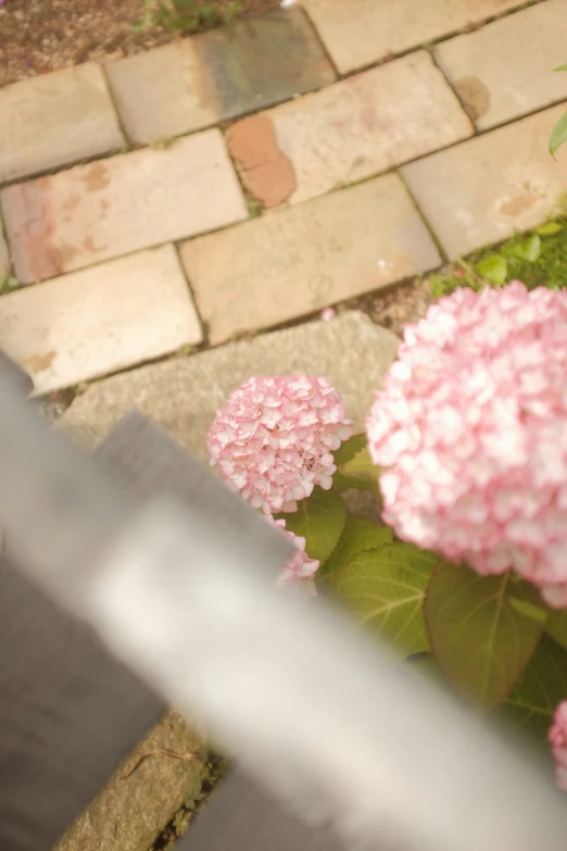 there are pink flowers on this curb in front of a gate