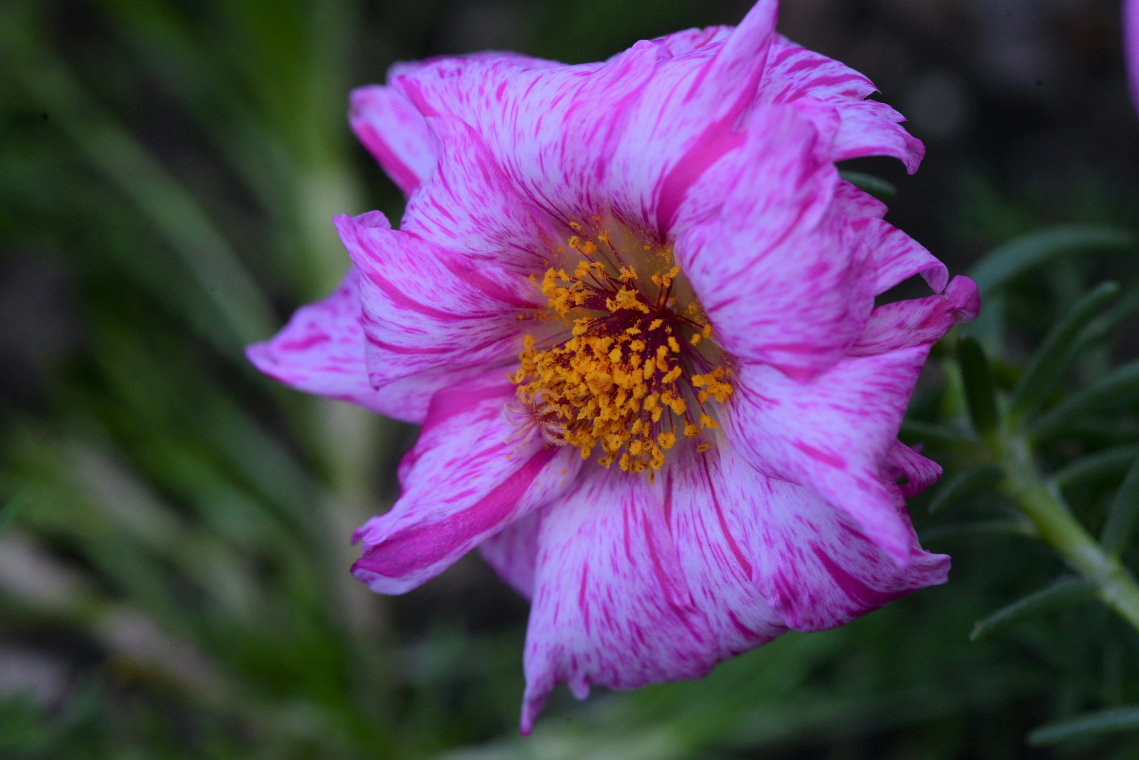 a pink flower in bloom with green leaves around it