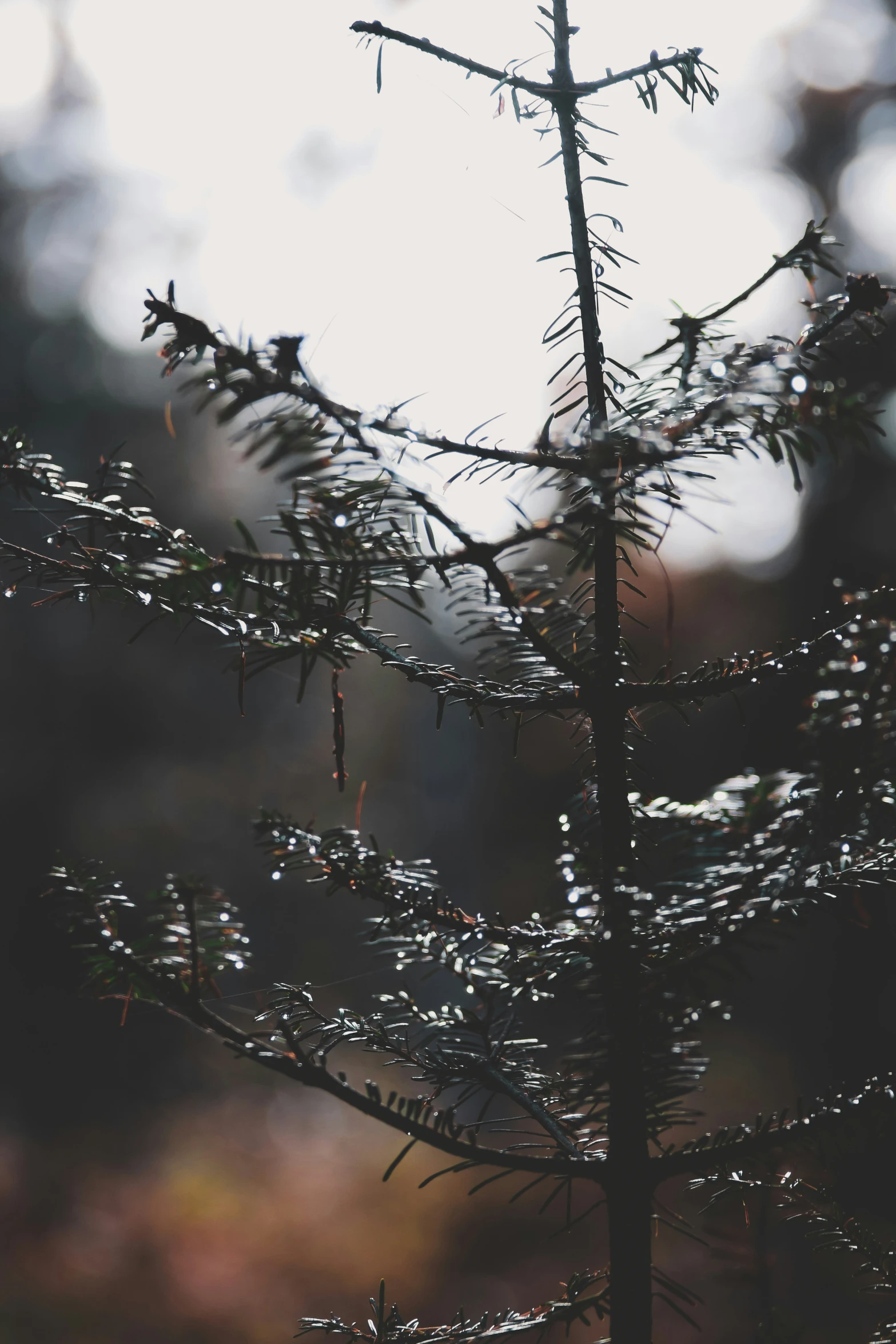 rain is covering a pine tree while the sun shines