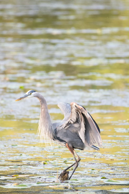 this is an image of a bird in water