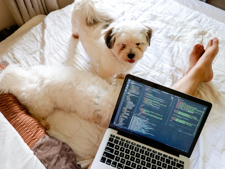 a dog laying on a bed with its front paws on the laptop