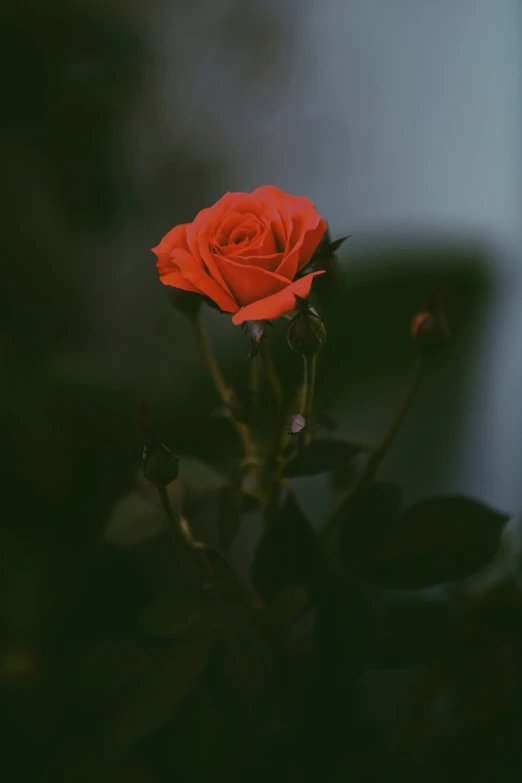 a single rose bloomed in an indoor setting