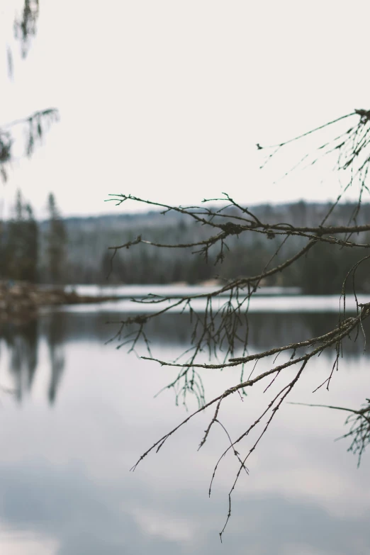 a lake with a leafless tree nch in the foreground