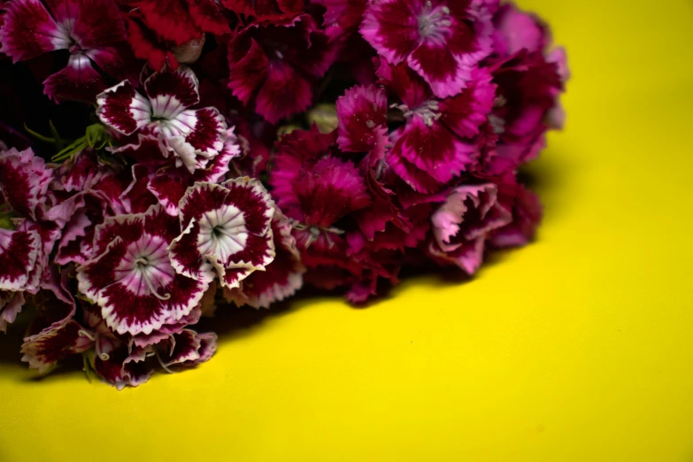 a bunch of red and white flowers on a yellow surface