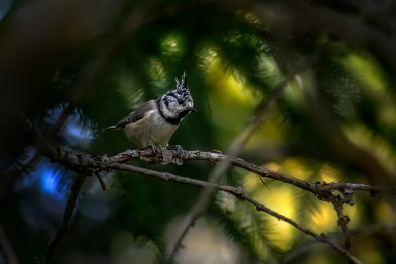 bird sitting on limb of tree looking around