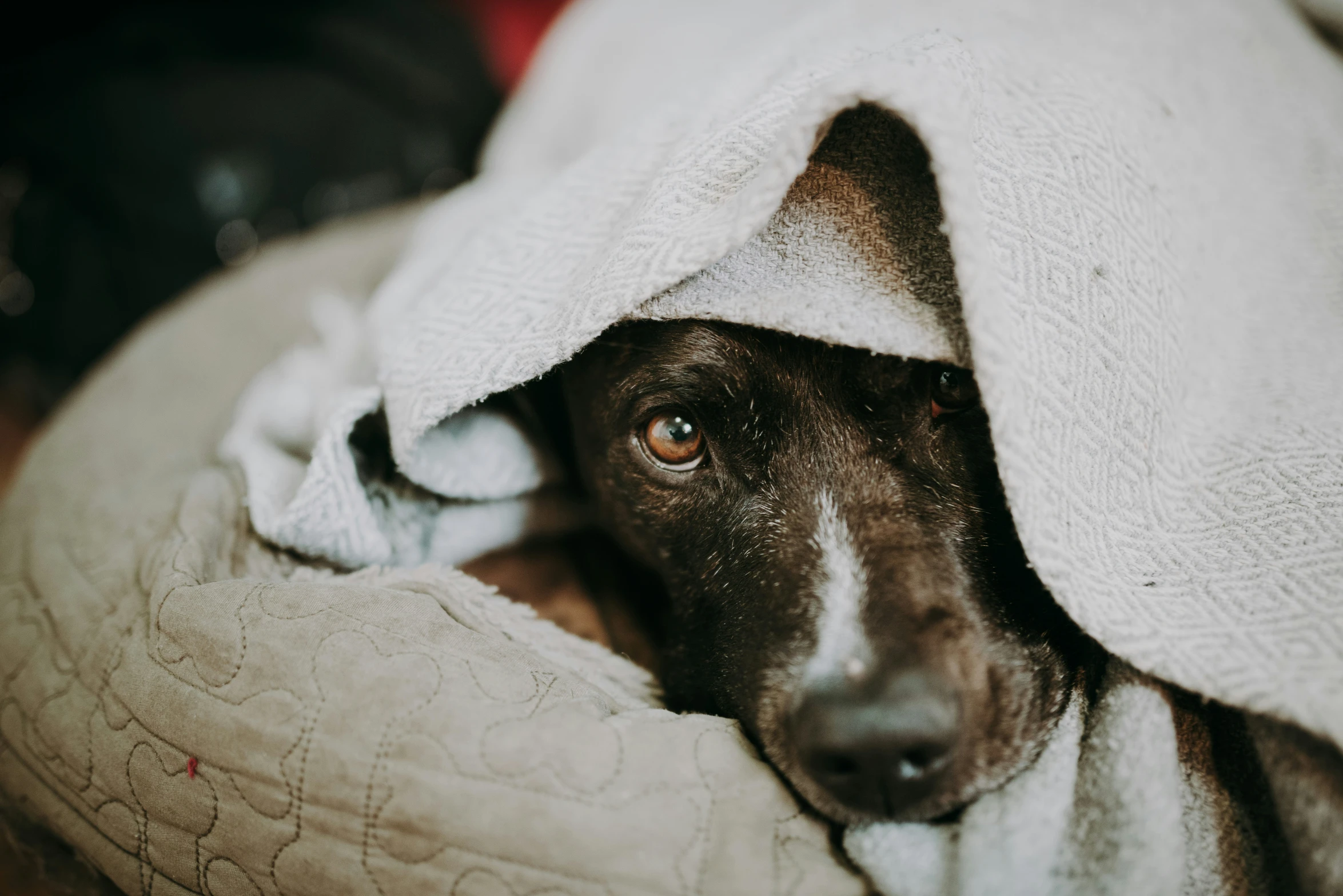 a dog laying in bed under a blanket