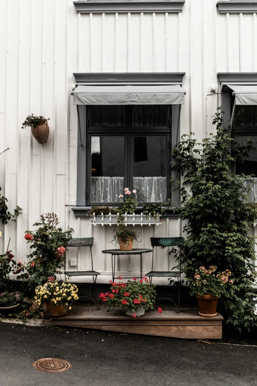 an image of some plants growing outside of a house