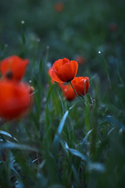 a couple of red flowers sitting in the middle of some grass