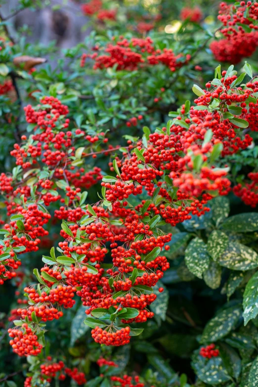 a red bush filled with lots of red flowers