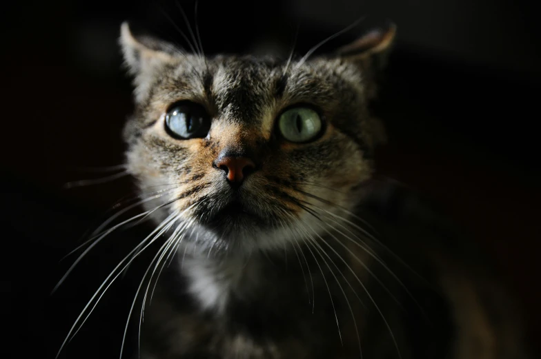 a cat staring at the camera and wearing blue eyes