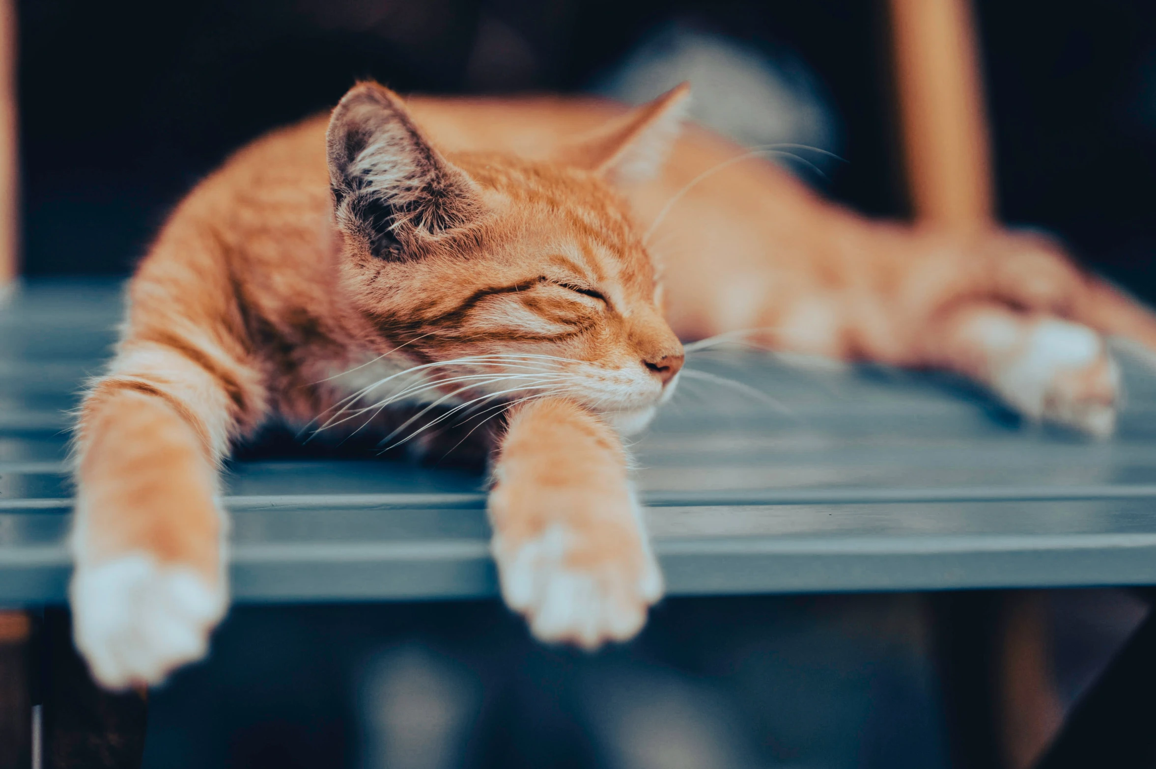 an orange and white cat lying on top of a table