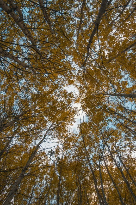 looking up at some trees that are yellow and green