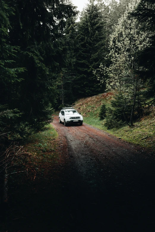 a white car is parked on the road through a pine forest