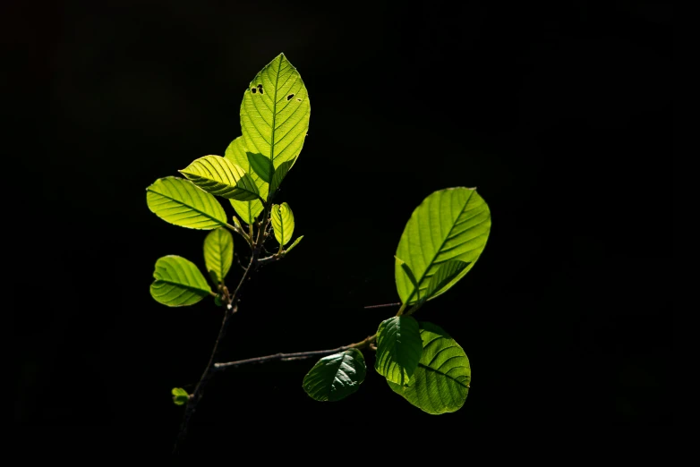 a closeup view of some green leaves on a nch