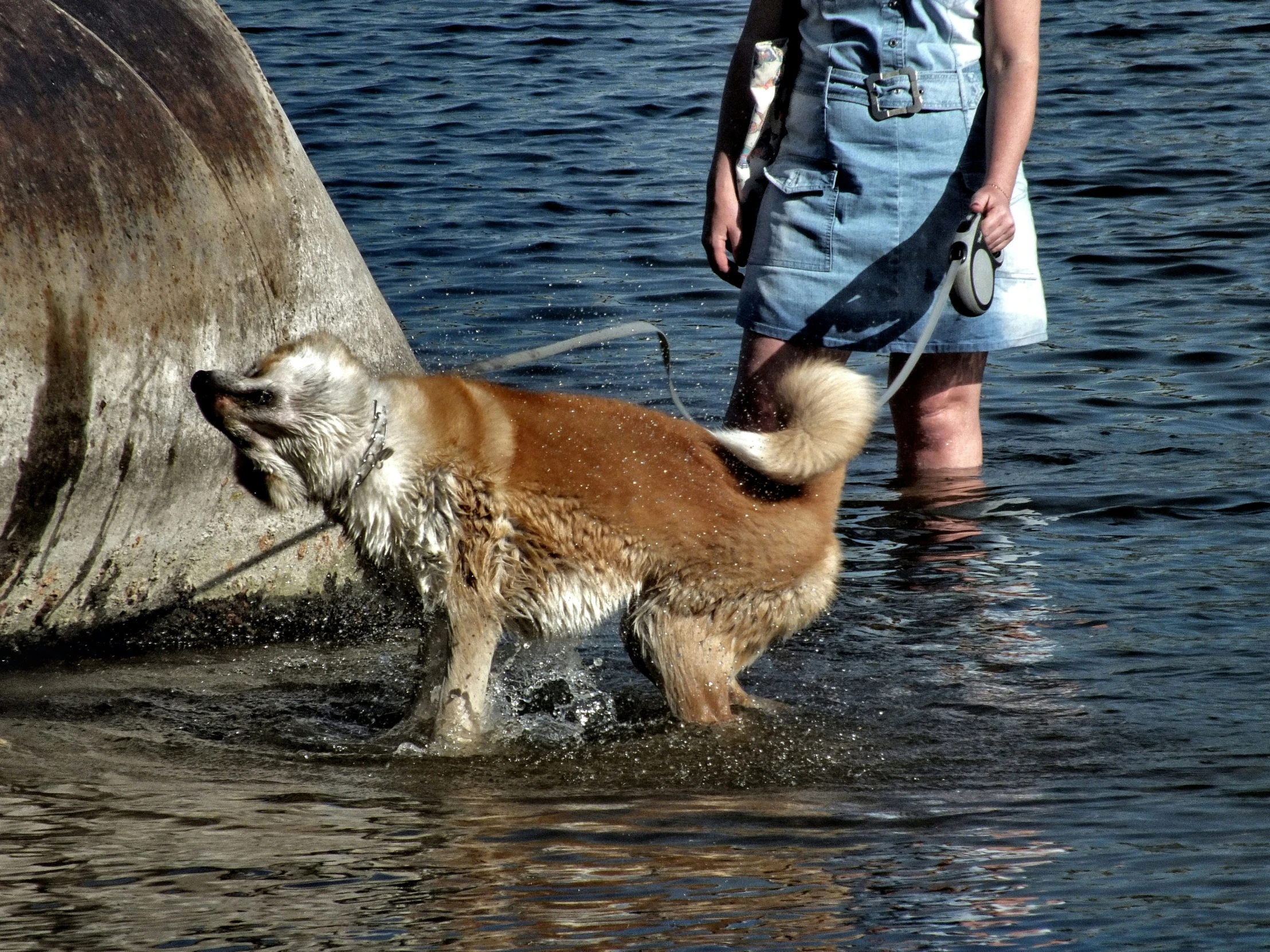 a dog walking across water next to a person