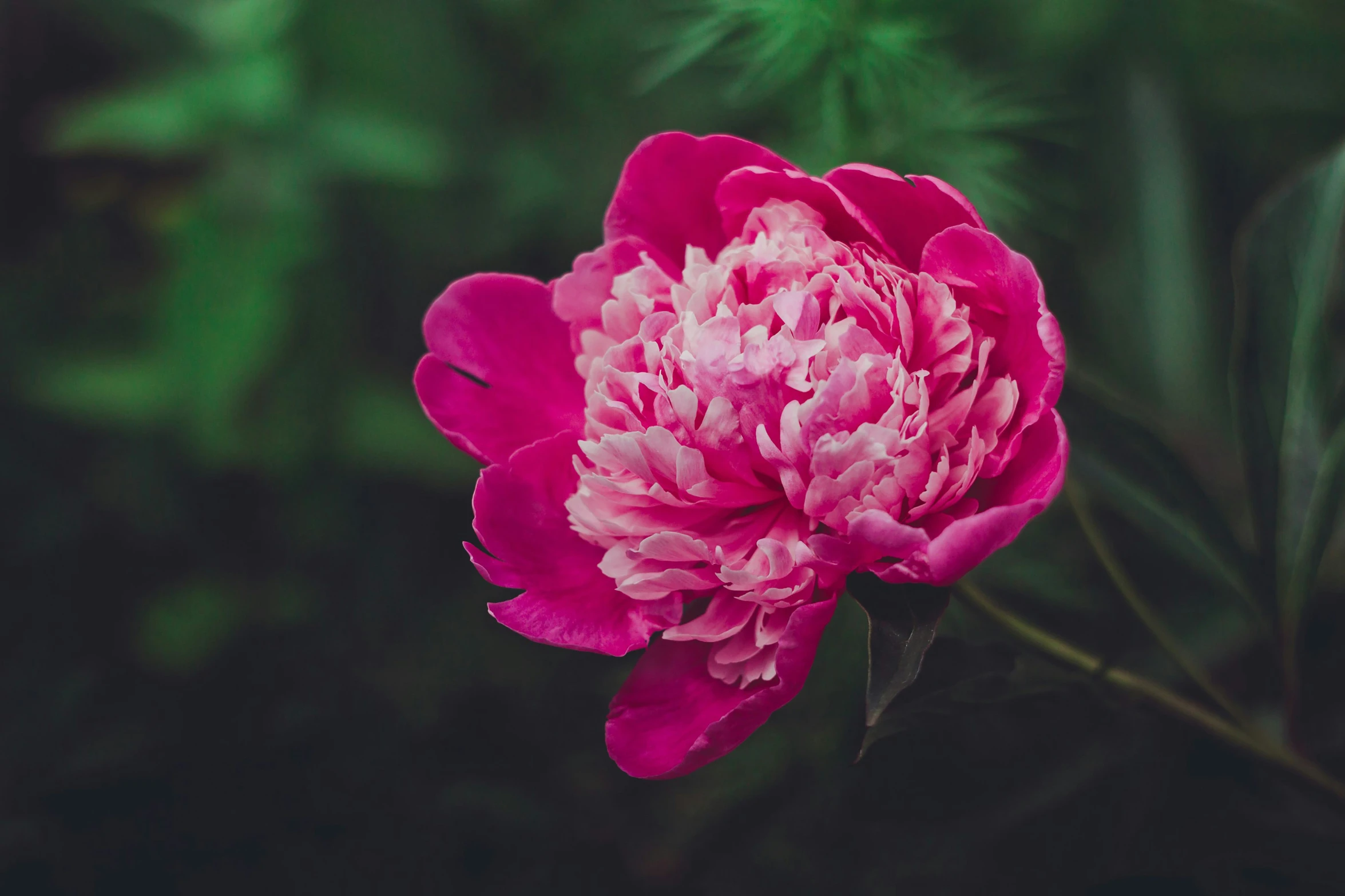 a flower that is next to a bush