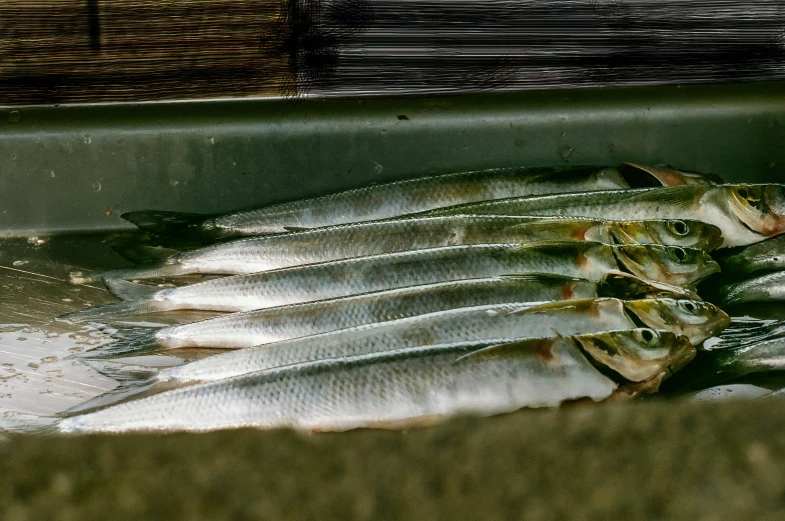 some fish are sitting on a tray in a bowl