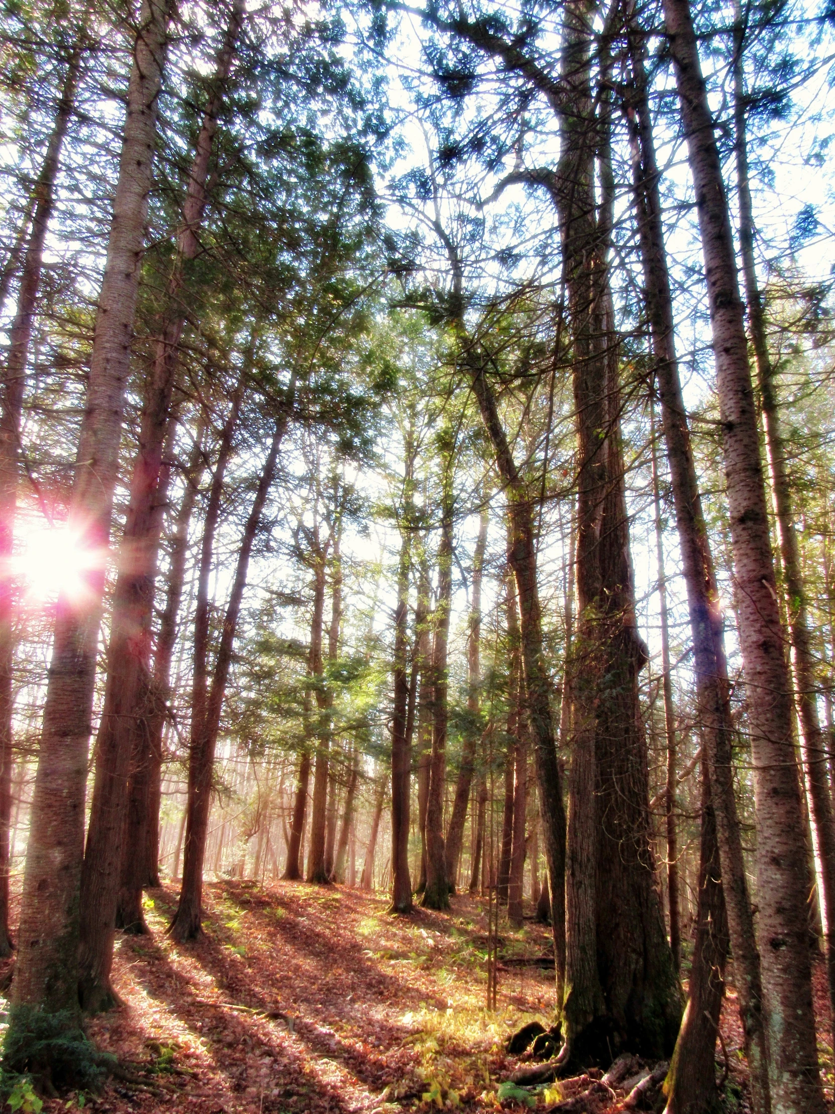 sunlight in the woods making shadows across the trees