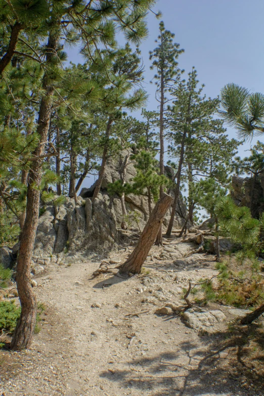 trees, rock and plants on a barren, open area