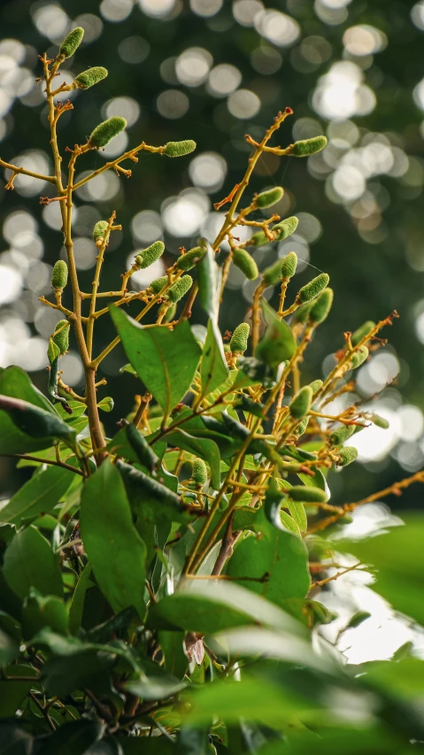 a close - up view of a nch with buds growing