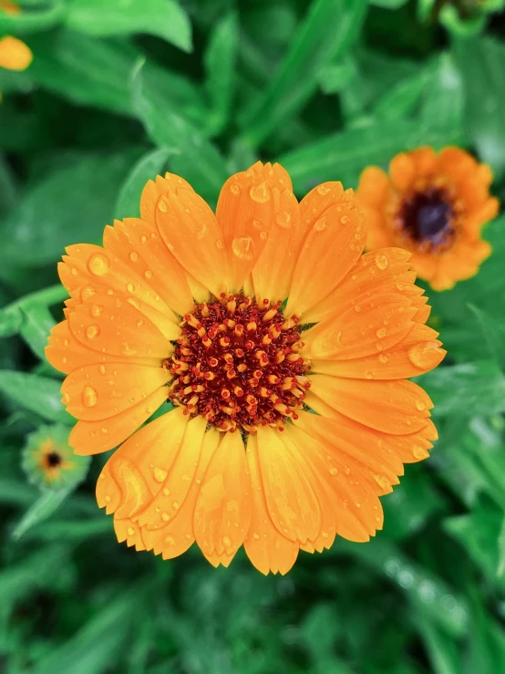 the orange flower is close to its center