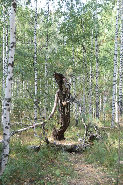 the person is climbing up the tree nch