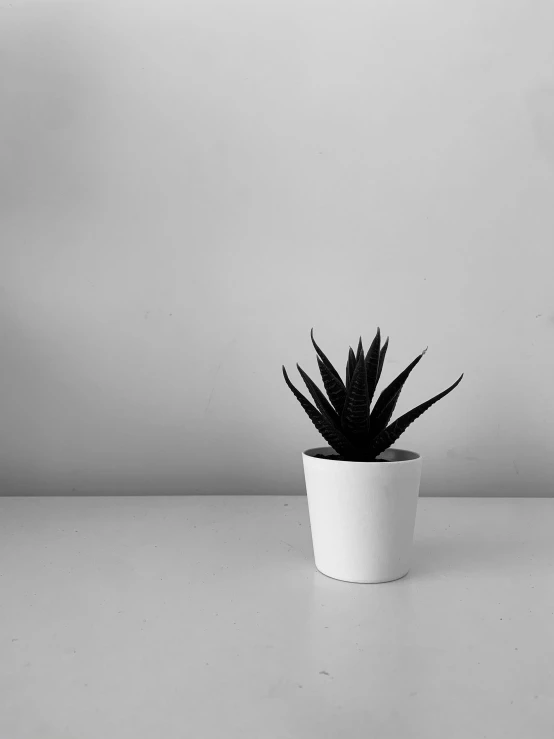 small plant in a white vase on a grey table