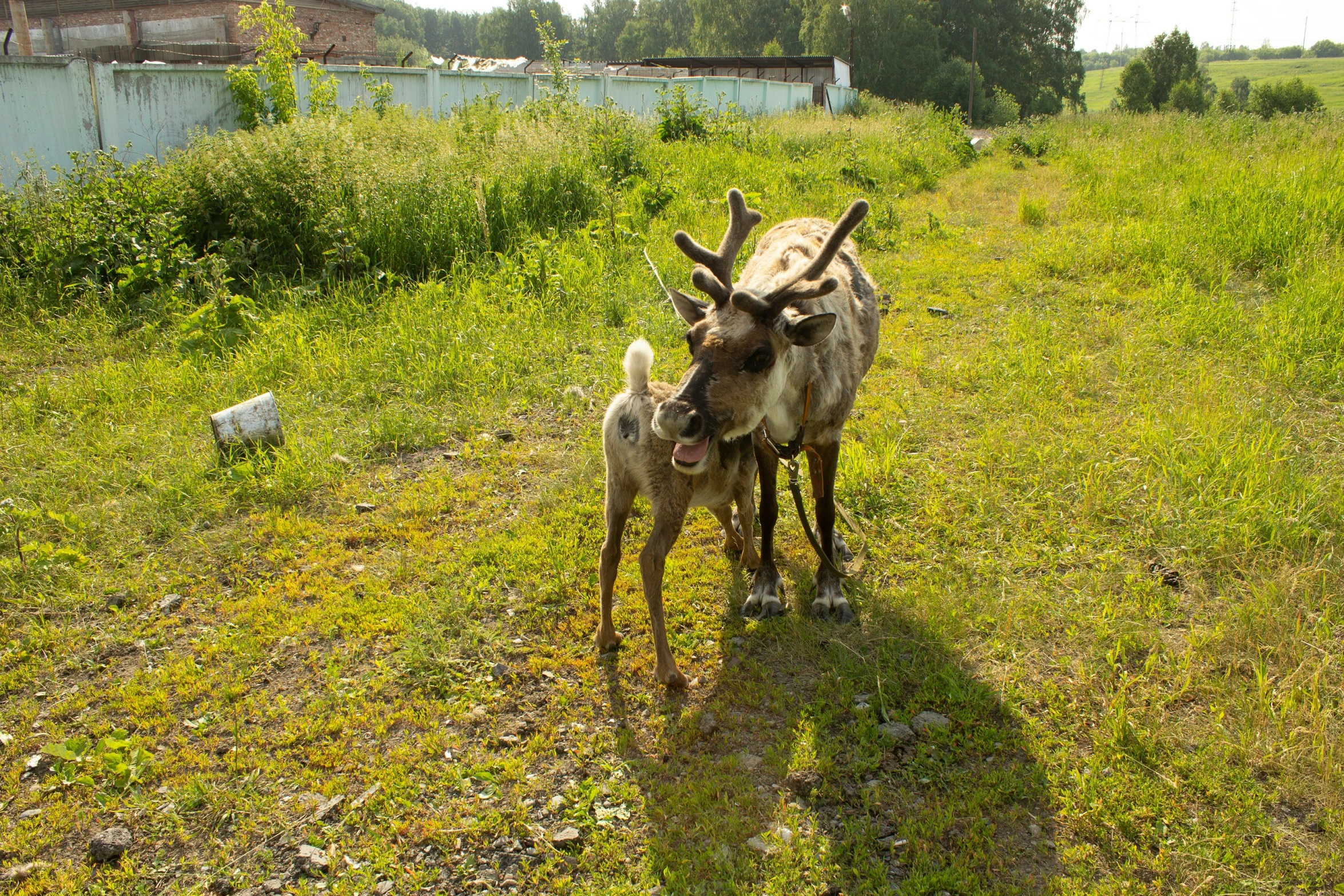 two goats are standing outside in the grass