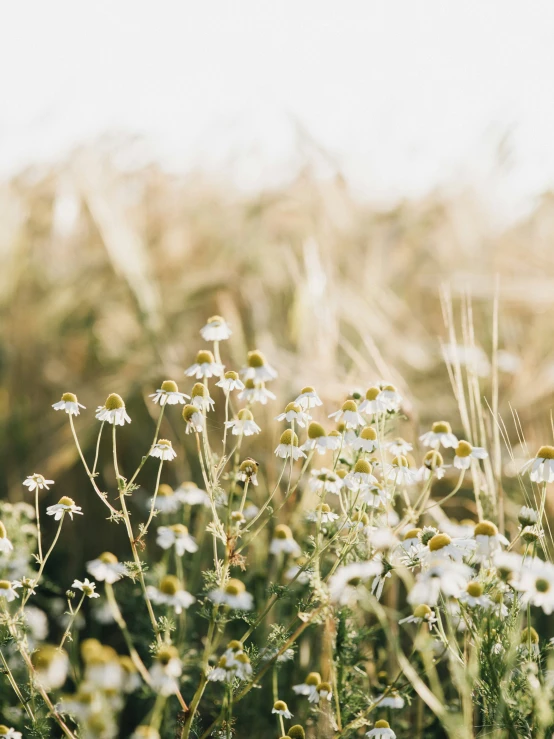 a picture of some pretty flowers in the field